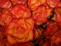 Bouquet of red orange roses