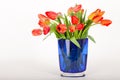 Bouquet of red and orange tulips in a blue vase Royalty Free Stock Photo