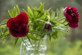 A bouquet of red peonies in a glass vase on a green background. A bright bouquet of flowers to lift your mood. Royalty Free Stock Photo