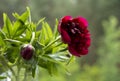 A bouquet of red peonies in a glass vase on a green background. A bright bouquet of flowers to lift your mood. Royalty Free Stock Photo