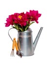 Bouquet of red peonies in watering can and garden tools isolated Royalty Free Stock Photo