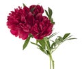 Bouquet of red peony flowers isolated on white background Royalty Free Stock Photo