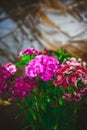 bouquet of red, pink and purple suites william`s on the background of embossed glass