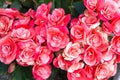 Bouquet of red pink roses on a background of green grass. Royalty Free Stock Photo