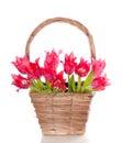 Bouquet red pink tulips Royalty Free Stock Photo