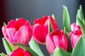 Bouquet red and pink tulips Royalty Free Stock Photo