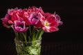 A bouquet of red and pink tulips in a glass vase Royalty Free Stock Photo