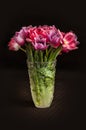 A bouquet of red and pink tulips in a glass vase on a dark background. Royalty Free Stock Photo