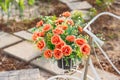 A bouquet of red plastic roses in a white bicycle basket used to decorate the garden Royalty Free Stock Photo