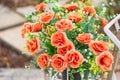 A bouquet of red plastic roses in a white bicycle basket used to decorate the garden Royalty Free Stock Photo