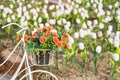 A bouquet of red plastic roses in a white bicycle basket used to decorate the garden Royalty Free Stock Photo