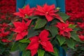 Bouquet of red poinsettia flowers, otherwise called the christmas star or bartholomew star, in women`s hands against the Royalty Free Stock Photo