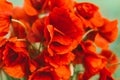 Bouquet of red poppies, green field