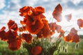 Bouquet of red poppies, green field Royalty Free Stock Photo