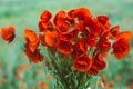 Bouquet of red poppies, green field