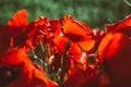 Bouquet of red poppies, green field Royalty Free Stock Photo