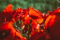 Bouquet of red poppies, green field