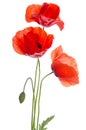 Bouquet of red poppies isolated on white background Royalty Free Stock Photo