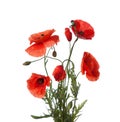Bouquet of red poppies isolated on white background