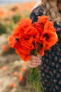 Female hands holding a bouquet of red poppy Royalty Free Stock Photo