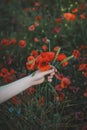 A bouquet of red poppy in the hands of a girl. Walk on the poppy field. Woman walking on a poppy field at sunset with a bouquet of Royalty Free Stock Photo