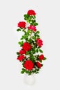 bouquet of red rose flowers in a white jug on a white background. Royalty Free Stock Photo
