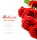 bouquet of red roses Royalty Free Stock Photo