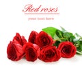 bouquet of red roses Royalty Free Stock Photo