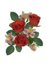 Bouquet of red roses with astromerias on a white background Royalty Free Stock Photo