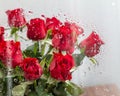 bouquet of red roses behind of wet glass with water drops greeting card template with empty space for text Royalty Free Stock Photo