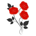 Bouquet of red roses with black leaves on a white background. Royalty Free Stock Photo