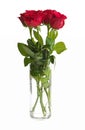 Bouquet of Red Roses in a Clear Glass Vase Isolated on a White Background Royalty Free Stock Photo