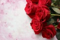 Bouquet of red roses with dew drops on white wooden vintage background close-up. Royalty Free Stock Photo