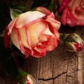 Red roses bouquet with petals on wooden backdrop Royalty Free Stock Photo