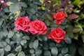 Bouquet red roses in the garden. A bush of beautiful roses in summer light Royalty Free Stock Photo