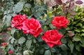 Bouquet red roses in the garden. A bush of beautiful roses in summer light Royalty Free Stock Photo