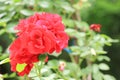 Bouquet of red roses in the garden. Close-up of a beautiful rose. Royalty Free Stock Photo