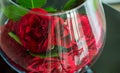 Bouquet of Red Roses in glass vase Royalty Free Stock Photo