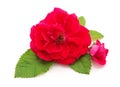 Bouquet red roses Royalty Free Stock Photo