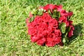 Bouquet of red roses on the lawn. Royalty Free Stock Photo