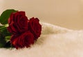 Bouquet of red roses laying on a white carpet romantic symbol of love and appreciation on valentines day Royalty Free Stock Photo
