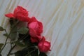 A bouquet of red roses lies on a wooden surface. Royalty Free Stock Photo