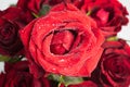 A bouquet of red roses, on a light background. Close-up of dew drops on the petals. In the concept of congratulations on a holiday