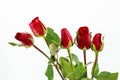 Bouquet of red roses over white background Royalty Free Stock Photo