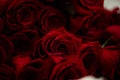 Bouquet of red roses for valentines day Royalty Free Stock Photo