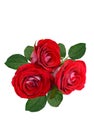 A bouquet of red roses on a white background. Isolated Royalty Free Stock Photo
