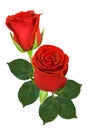 A bouquet of red roses on a white background. Isolated Royalty Free Stock Photo