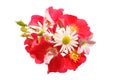 Bouquet of red roses and white daisies close-up on a white isolated background Royalty Free Stock Photo