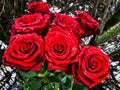 Red roses bouquet, red flowers and green krÃÂ«mi - Christmas decoration Royalty Free Stock Photo