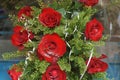 Bouquet of red rouses Royalty Free Stock Photo